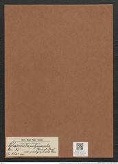 Clavicula polymorpa var. pachycephala Grun. (de-Toni-Nr.: Genus 75, Species 2800) Zeichnungen Sammlung Grunow Mappe 02973 (Herbarium_W_Grunow_drawings_Folder_02973)